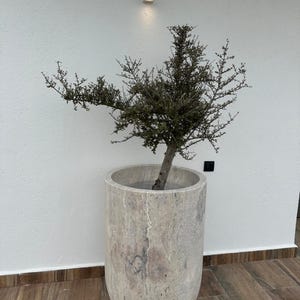 May include: A tall, cylindrical stone planter with a small tree. The planter is a light beige colour with darker veining. The tree has dark green, sparse foliage. The planter is set against a white wall.