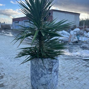 May include: A yucca plant with long, sharp green leaves in a large, cylindrical marble planter. The planter has a grey and white veined pattern. The plant is outside, with a cloudy sky and buildings in the background.