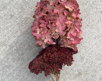Hydrangea flowers for arrangement