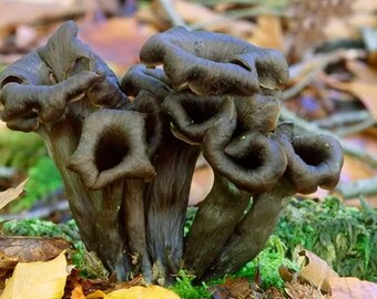 La tromba dei morti (Craterellus cornucopioides) o conosciuta anche come tromba nera