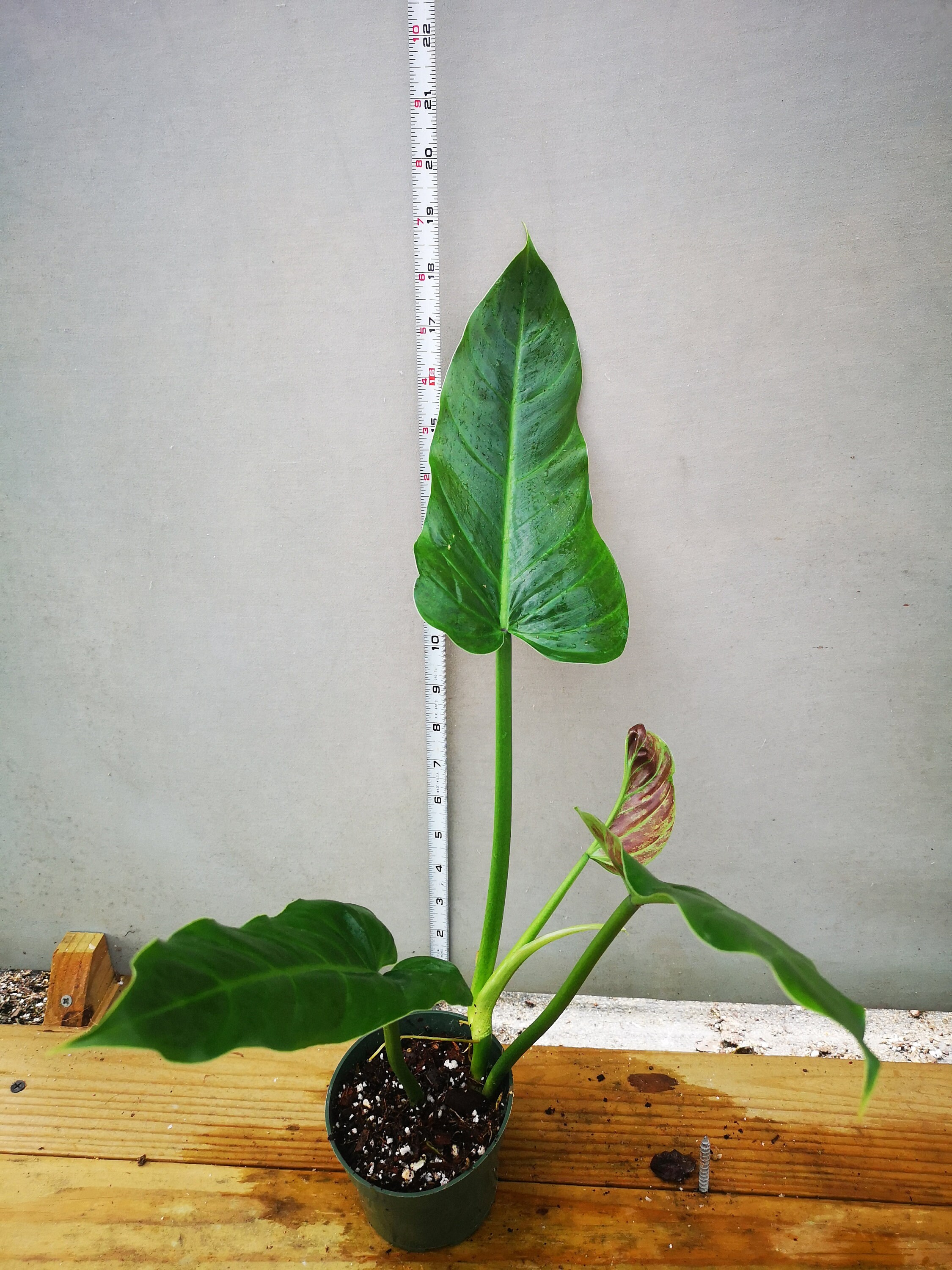 Philodendron Subhastatum - Etsy