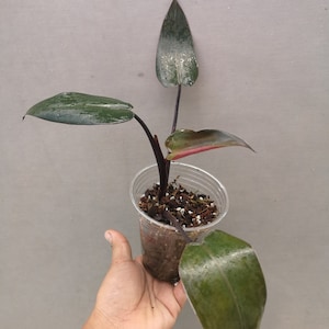 organic fertilizer for indoor plants Arber Organic All Purpose Fertilizer main image 1