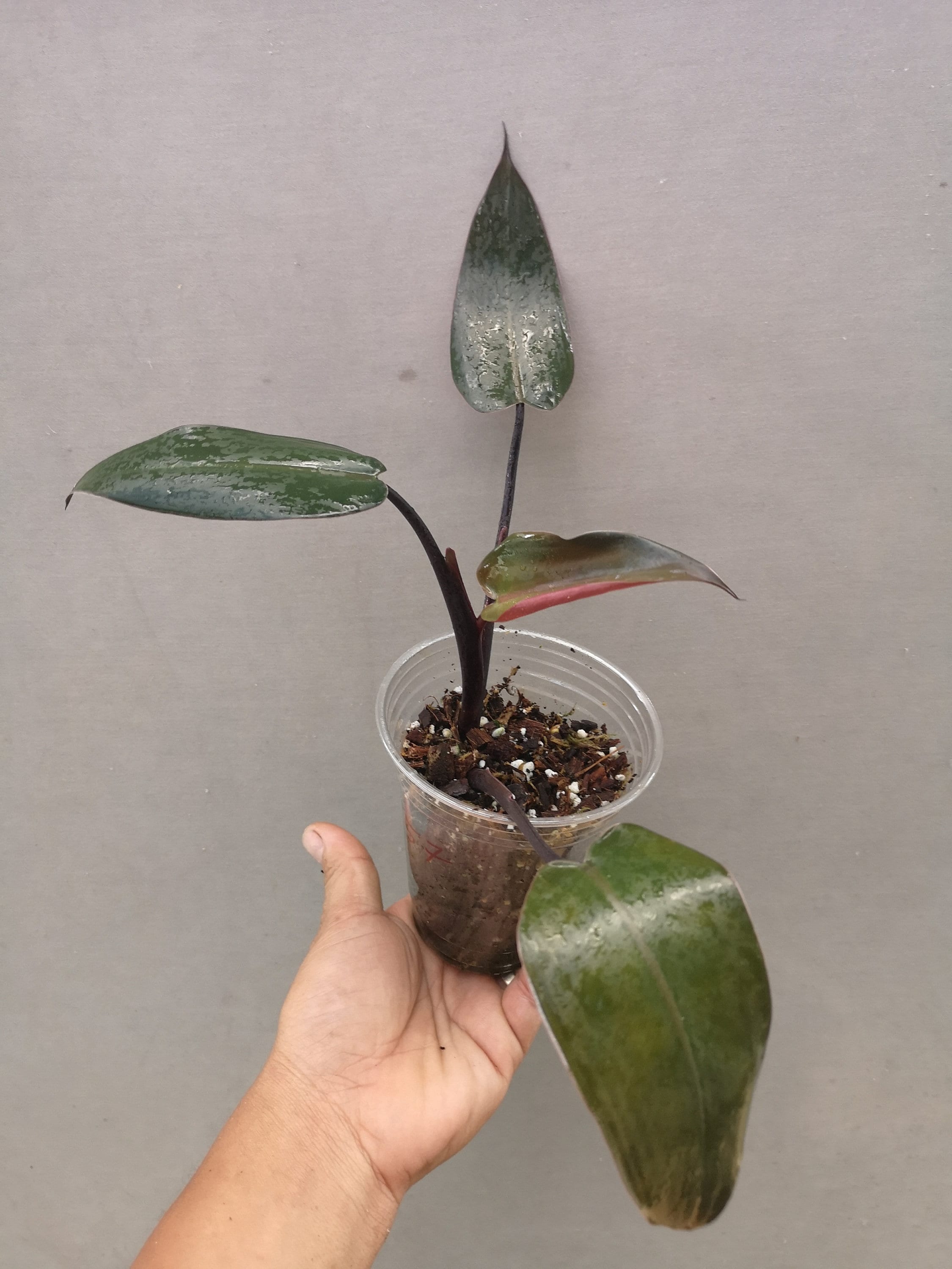 blunt edge snake plant Moonshine Snake Plant main image 1