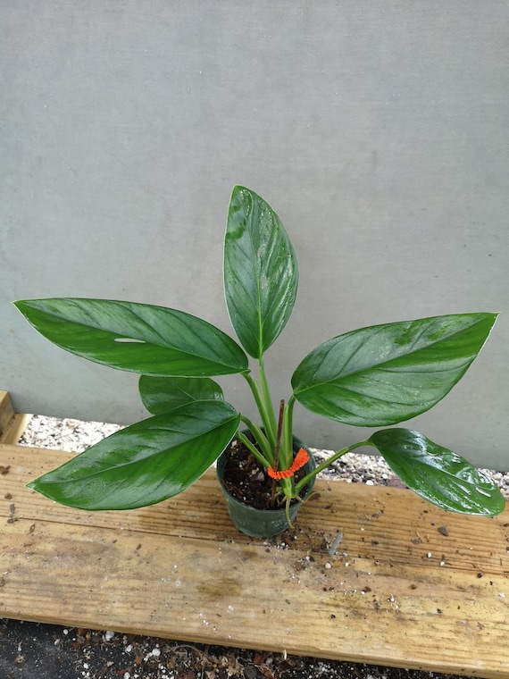 Monstera Lechleriana - Etsy