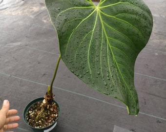 UsAmazonPlants - Etsy