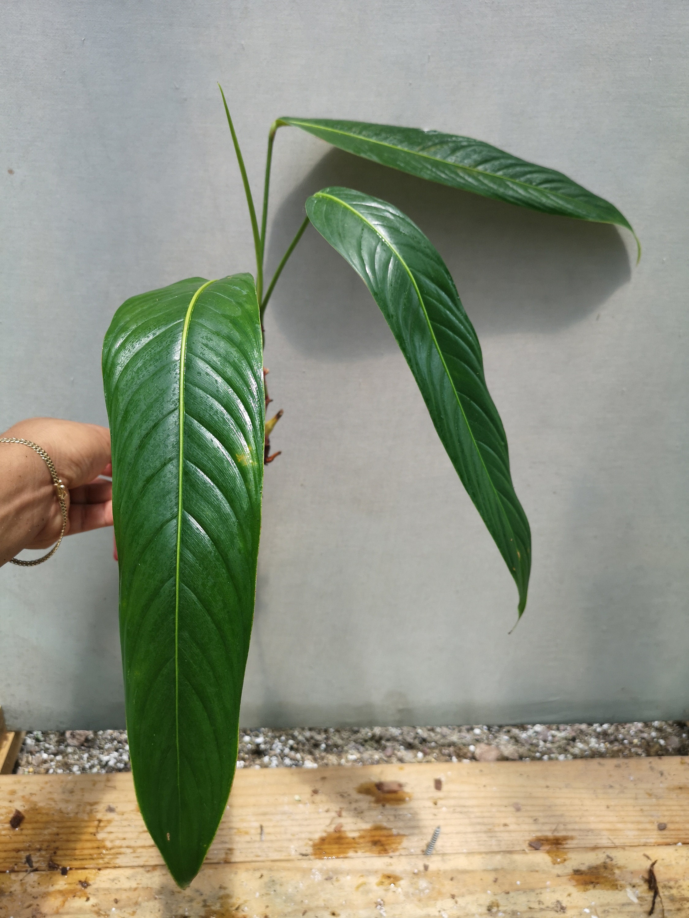 Philodendron heterocraspedon　フィロデンドロン Philodendron heterocraspedon: Long, ribbed, scalloped leaves