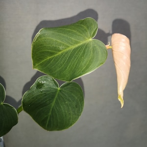 Philodendron sp Zamora (small)