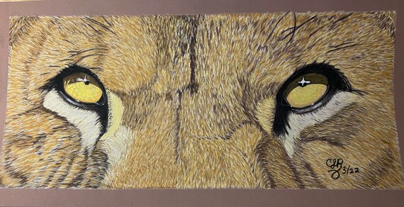 Predator’s Stare