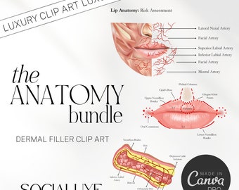 Dermal Filler Lip Anatomy Clipart Bundle For Training Academy Social Media | Veins & Arteries Aesthetics | Facial Blood Vessels Graphic