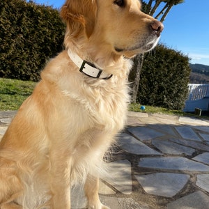 Dog Collar-ComfiGround-Black Steel Buckles