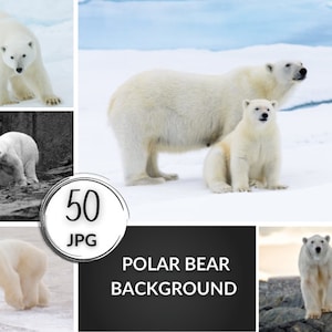50 Polar Bear, Winter Background for Photography, Composites Photography  Christmas Composition Backdrop, Photography Props