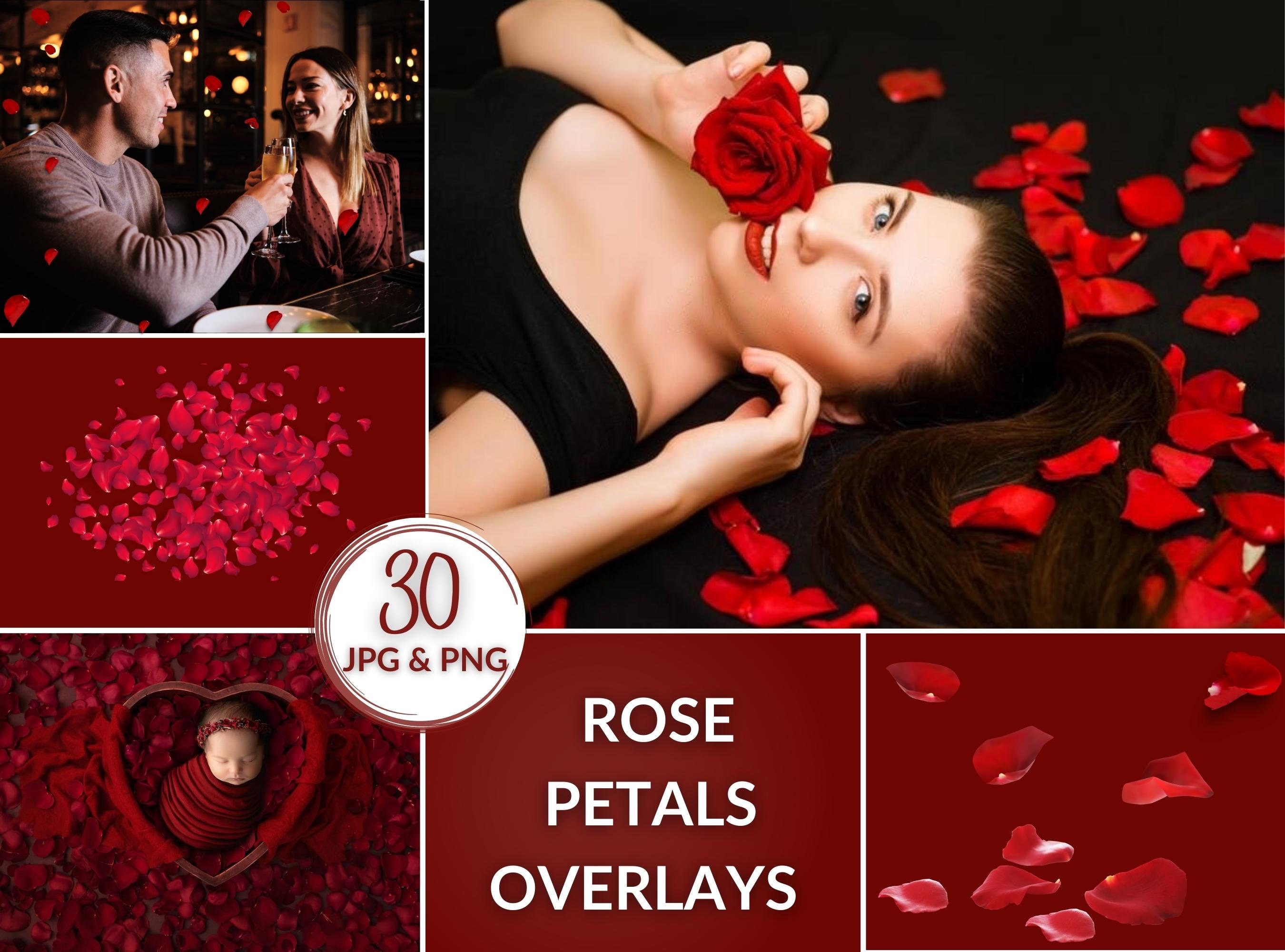 Falling Rose Petals Overlay PNGs Graphic by OA Design · Creative Fabrica