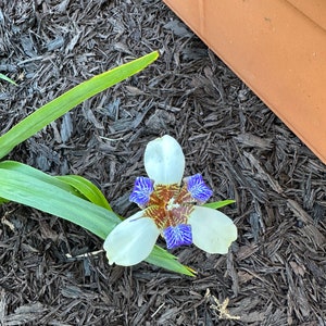 Walking Iris Babies