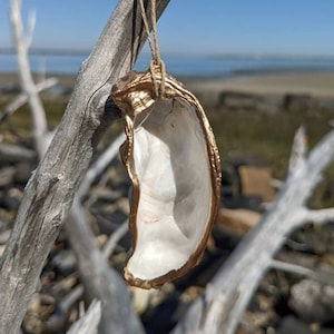 Gold Trim Oyster Shell Christmas Ornament