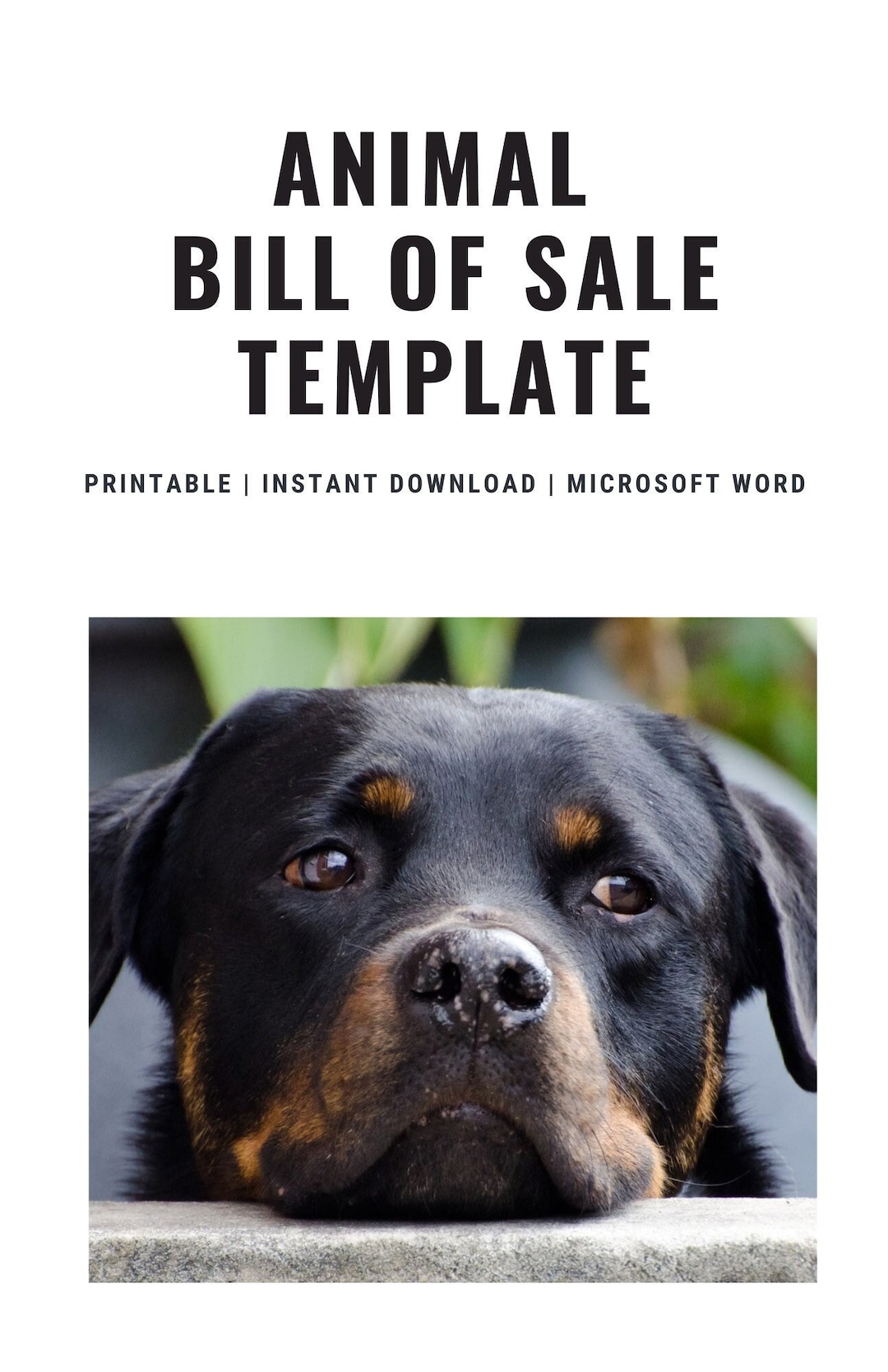Animal Bill of Sale Template Etsy