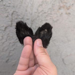 Könnte beinhalten: Ein Paar kleine, schwarze, pelzige Ohren, möglicherweise von einem Stofftier oder Kostüm, vor einem strukturierten grauen Hintergrund gehalten. Die Ohren sind so positioniert, dass sie eine Herzform bilden.