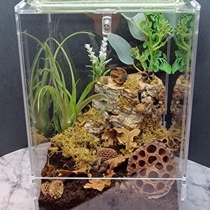 Praying Mantis Enclosures - Spiders/Jumping spiders/Inverts Bioactive Terrarium