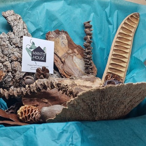 Natural Decor Bundle - Praying Mantis, Jumping Spider, Bioactive Decor, Isopod, Tarantula Terrarium