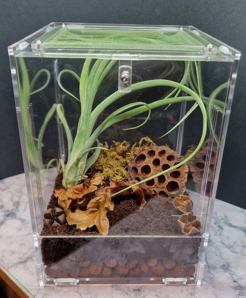 Praying Mantis Enclosures Spiders/jumping Spiders/inverts Etsy UK