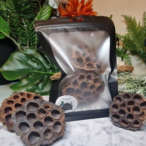 Large Lotus seed pods x2 - Bioactive/Terrarium Set ups - Great for Isopods, springtails and natural decor