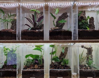 Praying Mantis Enclosures - Spiders/Jumping spiders/Inverts Bioactive Terrarium/Home