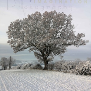 Snow tree, winterwonderland, snowy tree, ploughed field in the snow, hillside, sunrise, Wall Art, snow scene,