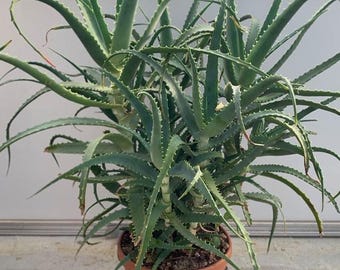 Pianta di Aloe Arborescens di 5 anni