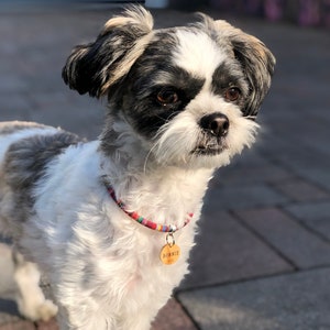 May include: A small, white and black dog with a colourful collar and a wooden tag that says "Burke" is looking at the camera.