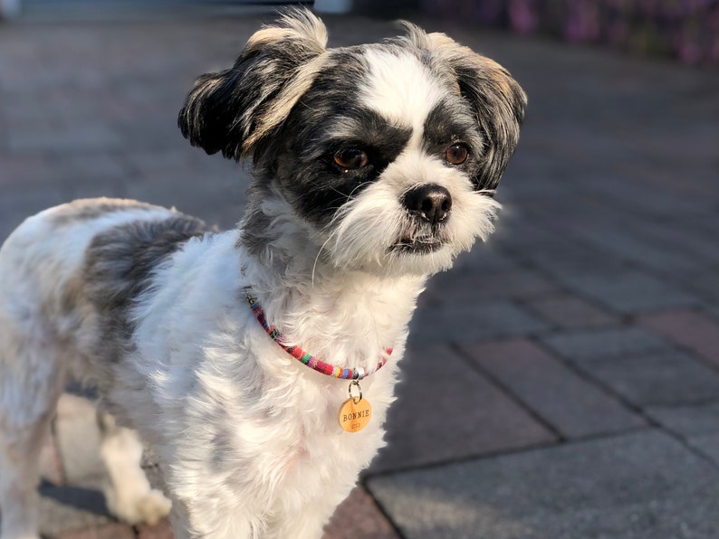 May include: A small, white and black dog with a colourful collar and a wooden tag that says "Burke" is looking at the camera.