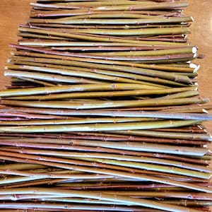 10+ Calliantha Basket Willow 9&quot; - 10&quot; Living Cuttings Unrooted Salix x calliantha