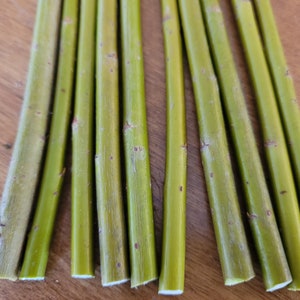 10+ Dicky Meadows Basket Willow 9&quot; - 10&quot; Living Cuttings Unrooted Salix Purpurea &#39;dicky meadows&#39;