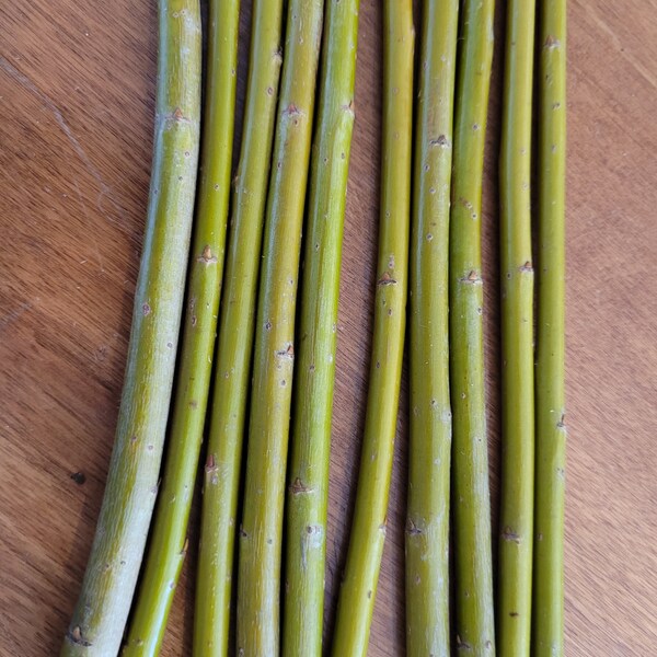 10+ Dicky Meadows Basket Willow 9" - 10" Living Cuttings Unrooted Salix Purpurea 'dicky meadows'