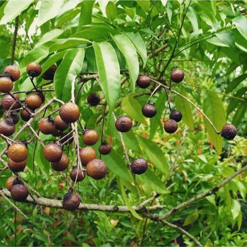 Lerak soapnut/soapberry/klerek Sapindus rarak image 1