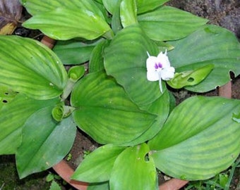 Kencur (Aromatic Ginger) Kaempferia Galanga Root (Dried and Powder)