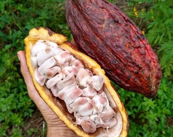 Biji Coklat Kering (Theobroma Cacao Samen Getrocknet)