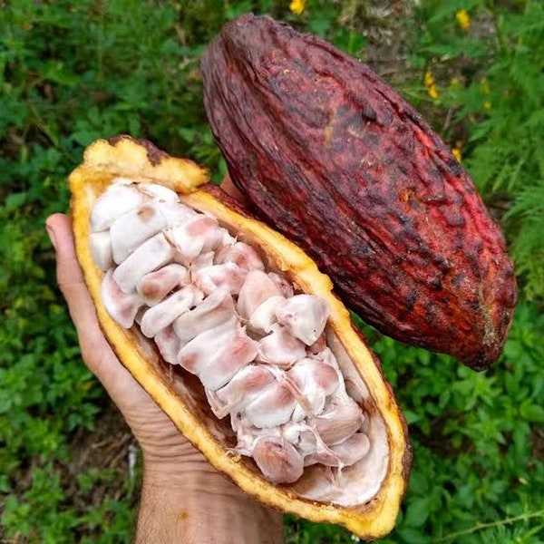 Biji Coklat Kering (Theobroma Cacao Seed Dried)