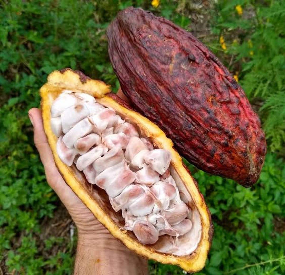 Biji Coklat Kering theobroma Cacao Seed Dried Etsy