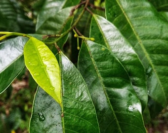 Daun Pala - Myristica Fragrans Leaf (Dried and Powder)