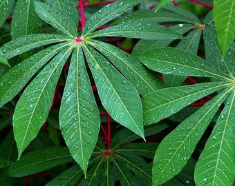 Daun Singkong Ketela Pohon Ubi Kayu /Cassava Manihot utilissima Pohl. Leaf (Dried and Powder)