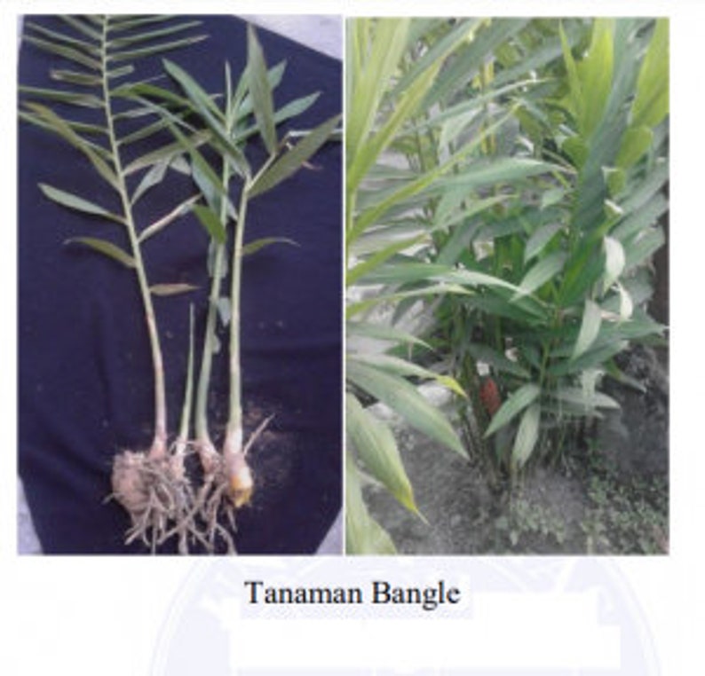 Rimpang Bangle Zinger Purpureum Roxb. powder and Dried - Etsy