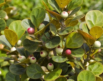 Daun Tabat Berito Kering - Ficus deltoidea Jack Leaf Dried