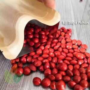 Biji Saga Merah Kering Red Saga Seeds Dried Dried