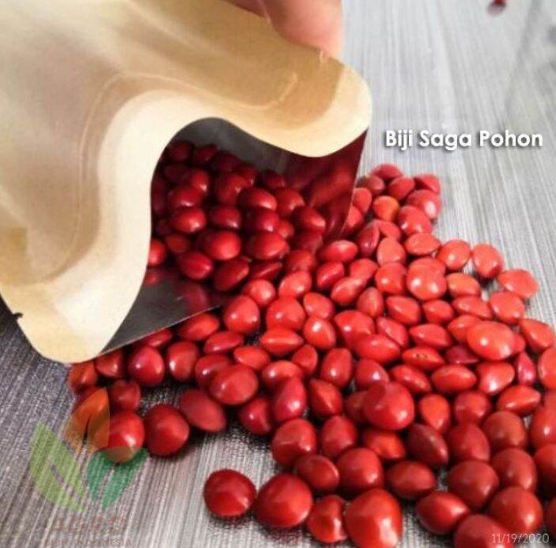 Biji Saga Merah Kering Red Saga Seeds Dried Dried