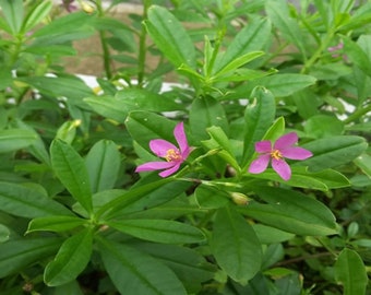 Gingseng Jawa Bubuk Kolosom Jawa  - Talinum paniculatum (Dried and Powder)