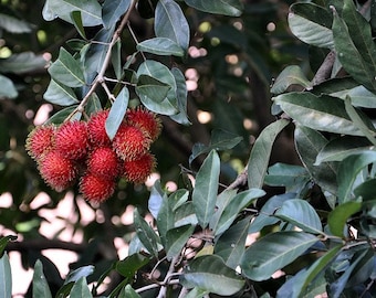 Daun Rambutan  (Nephelium lappaceum) Leaves