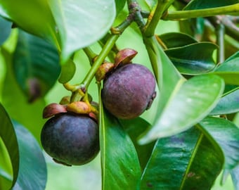 Mangosteen - Manggis (Garcinia Mangostana)