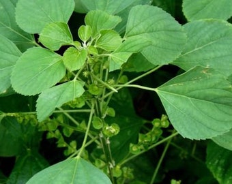 Tanaman Anting Anting - Acalypha Australis Linn (Dried and Powder)