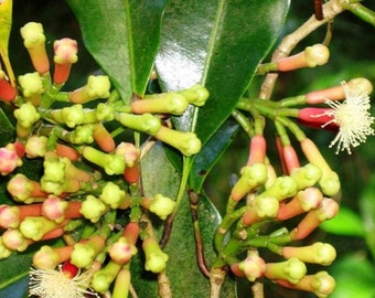 Cengkeh (Indonesian Clove) Syzygium aromaticum