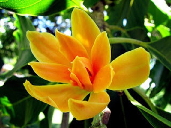 Bunga Cempaka Kuning Bubuk magnolia Champaca Powder - Etsy