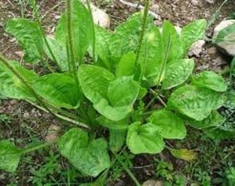 DaunSendok Sendokan - Plantago major Leaf (Dried, Powder )